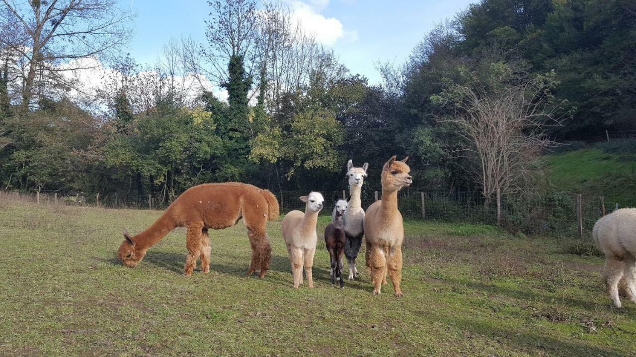 La Ferme Des Andes - Gite L'Atelier Quins Exterior photo